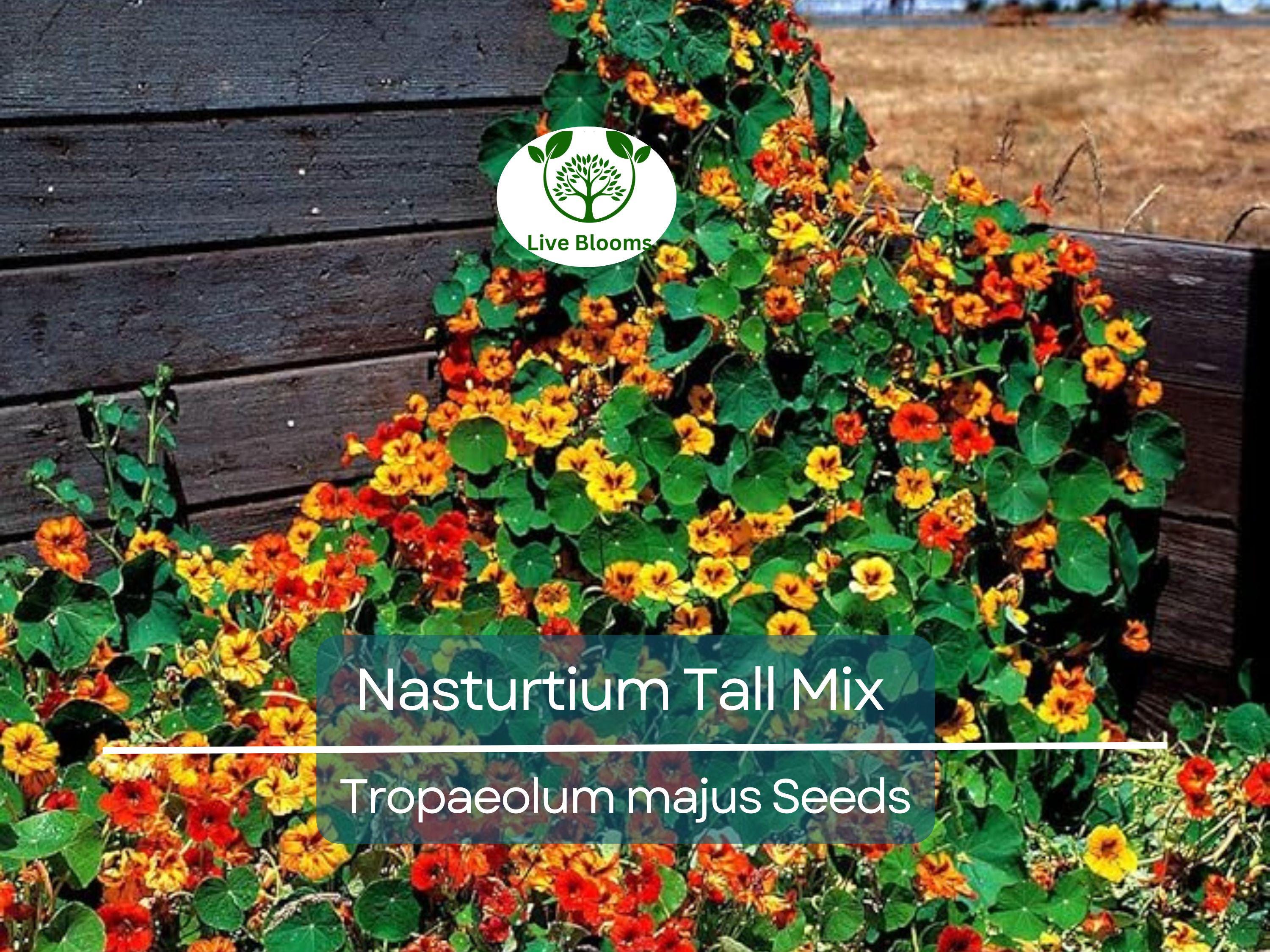 25 Seeds Nasturtium Tall Mix, Mixed Colors Edible Flowers, Heirloom Non-GMO, Vibrant Blooms, Perfect for Gardens & Culinary Use