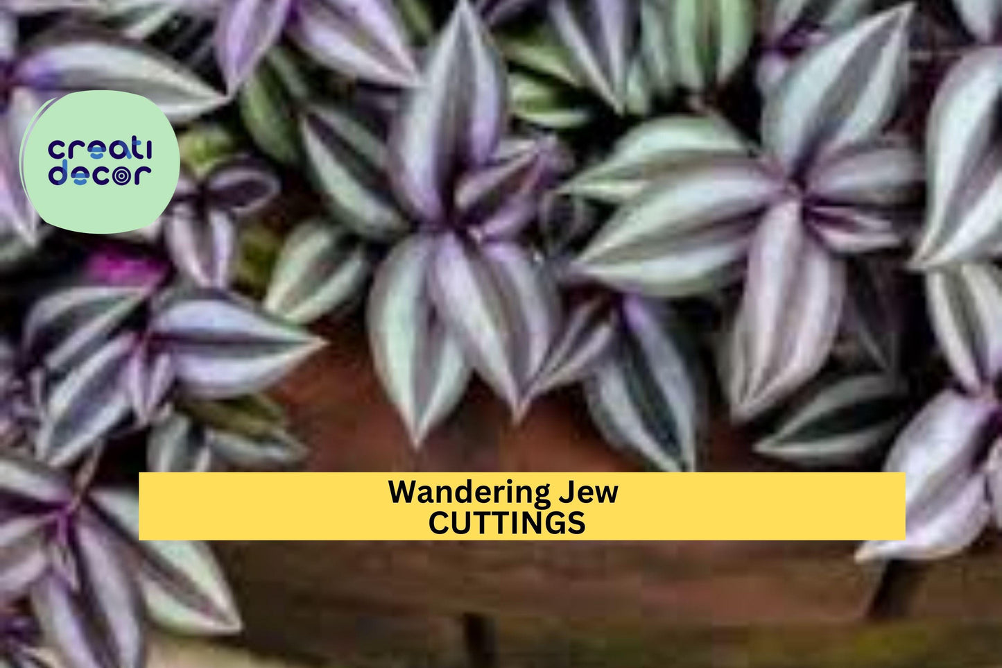 12 Fully Rooted Wandering Jew Cuttings – Tradescantia | Vibrant Houseplant with Purple-Green Foliage | Ready to Grow & Easy to Care For