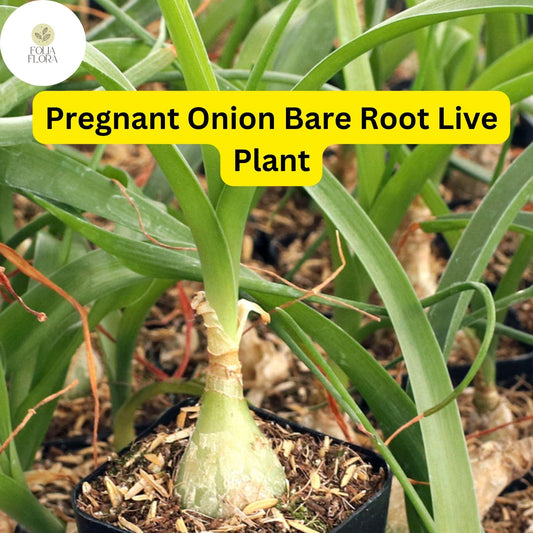 5 Bare Root Live Plants Albuca bracteata ‘Pregnant Onion’| Unique Bulbous Succulent | Easy Care Houseplant | Indoor/Outdoor Plant