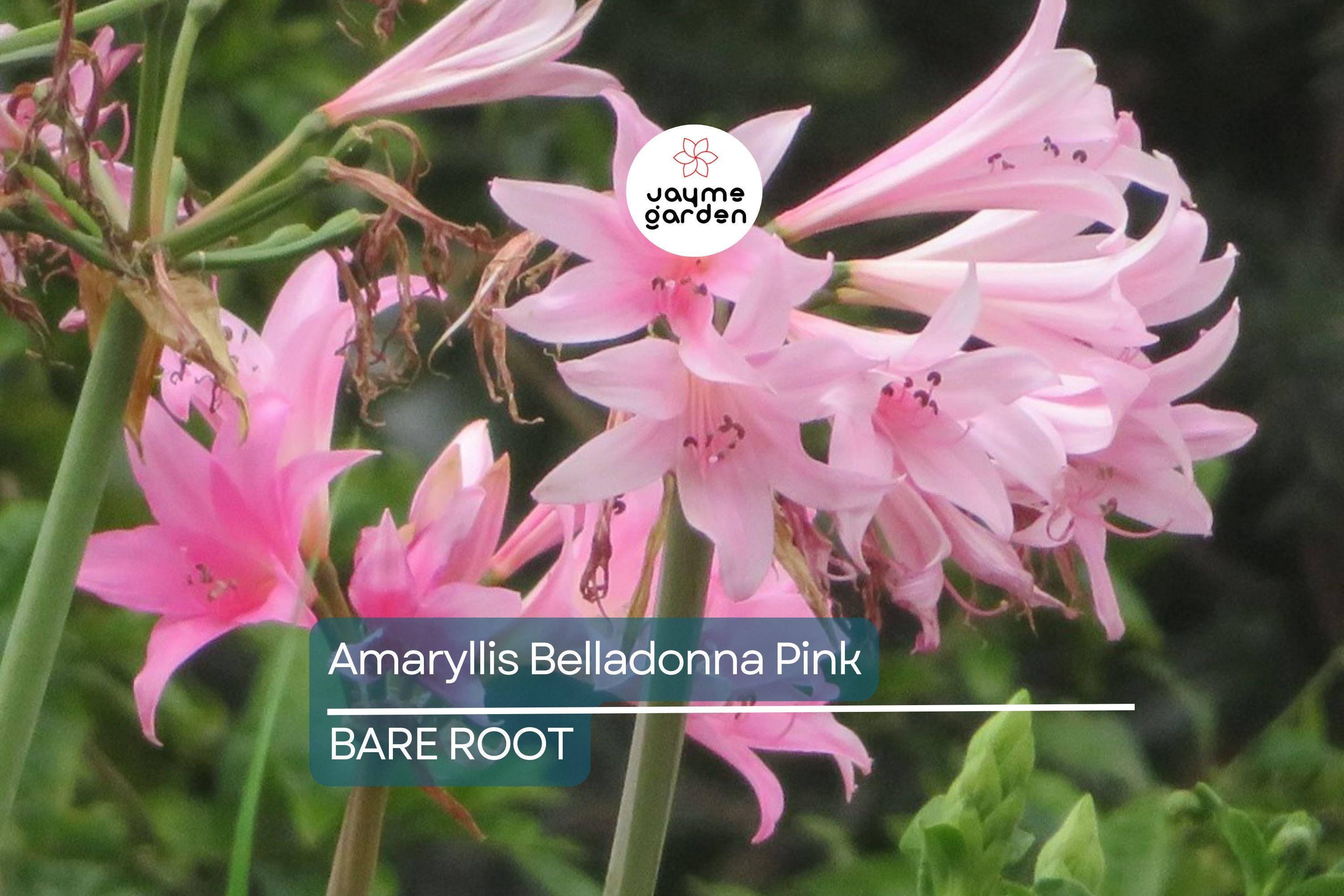 Amaryllis Belladonna Pink Naked Lady Bulb - Award-Winning, Fragrant Pink Blooms, Perfect for Rock Gardens, USDA Zones 8-11