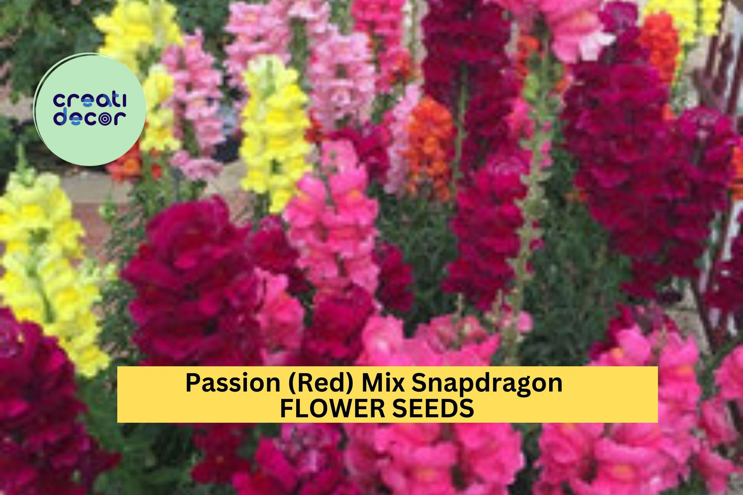 1000+ Passion Red Snapdragon Seeds – Bold Red Bloom Spikes for Garden Planting, Tall Pollinator-Friendly Flowers for Borders – USA