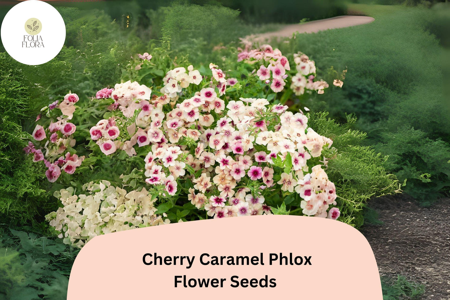100+ Cherry Caramel Phlox Seeds for Garden Planting | Phlox drummondii | Annual Flower Seeds | Unique Cherry-Cream Blooms