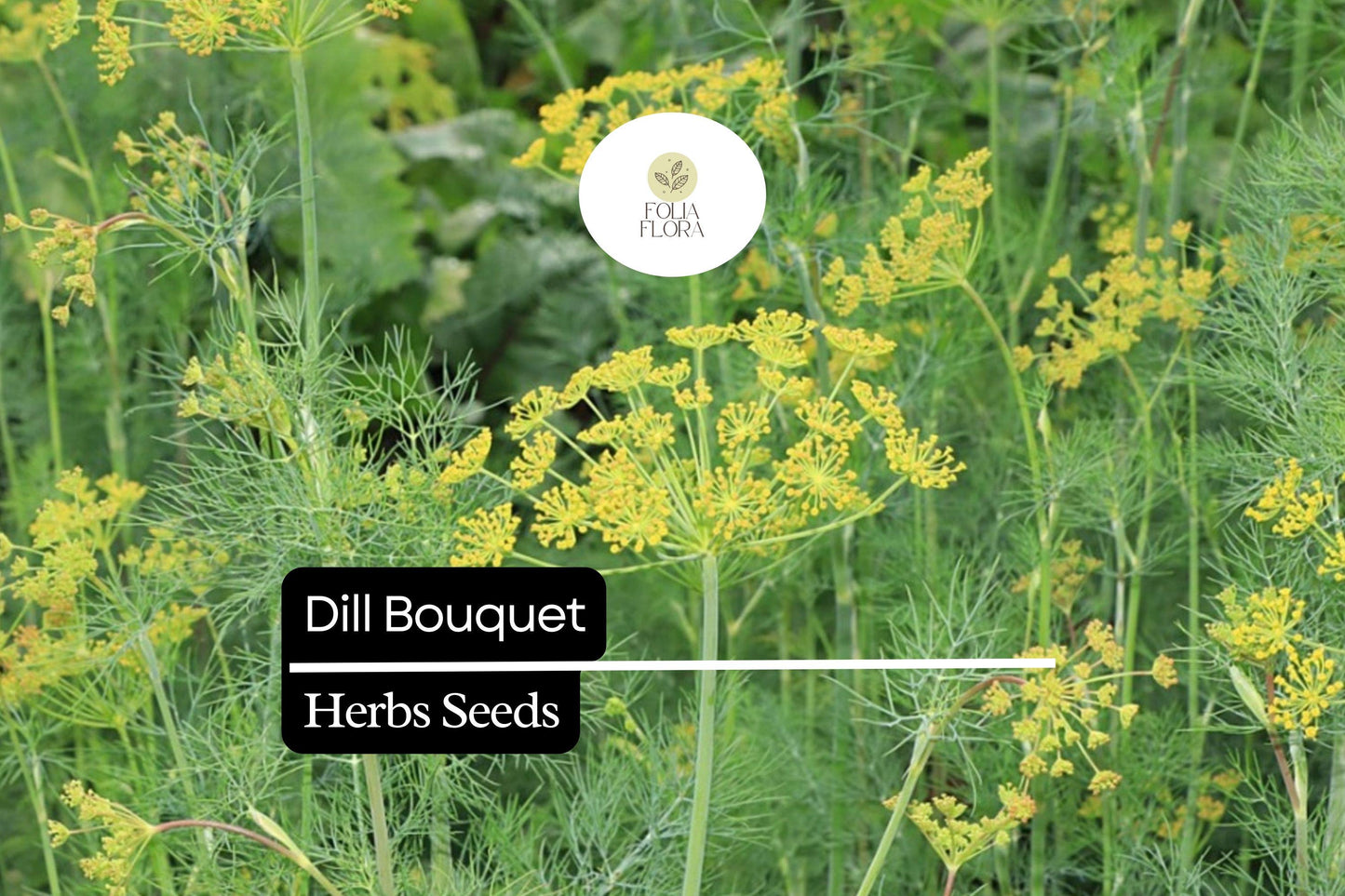 500 Seeds Bouquet Dill, Anethum graveolens, Aromatic Herb for Culinary and Garden Use