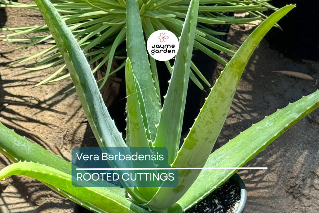 Rooted Aloe Vera Plant with Pot - Small Aloe Barbadensis Live Plant - Easy Care Succulent, Ready to Plant