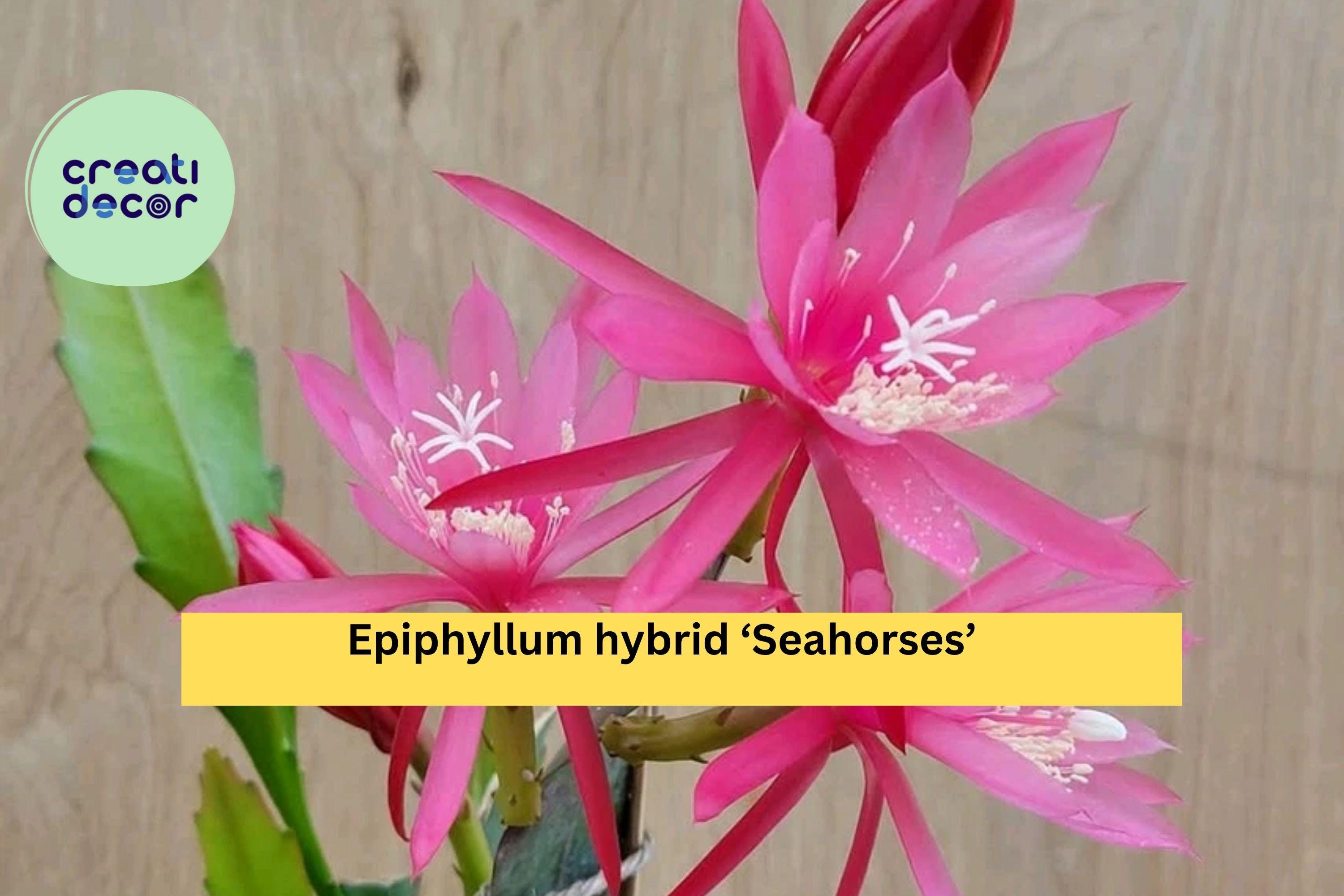Epiphyllum ‘Seahorses’ Orchid Cactus – Live Well-Rooted Plant in 4” Pot, Epiphytic Succulent with Exotic Flowers for Indoor or Patio Decor