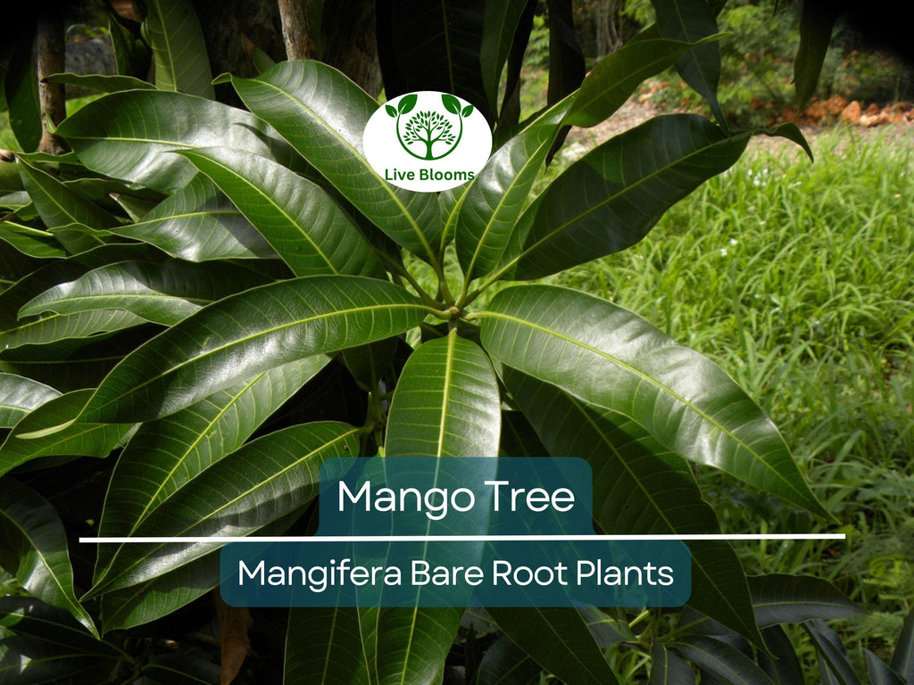 1 Mango Tree – Live Tropical Fruit Plant 6–9” Seedling – Bare Root Mango Tree for Container or Garden – Mangifera indica