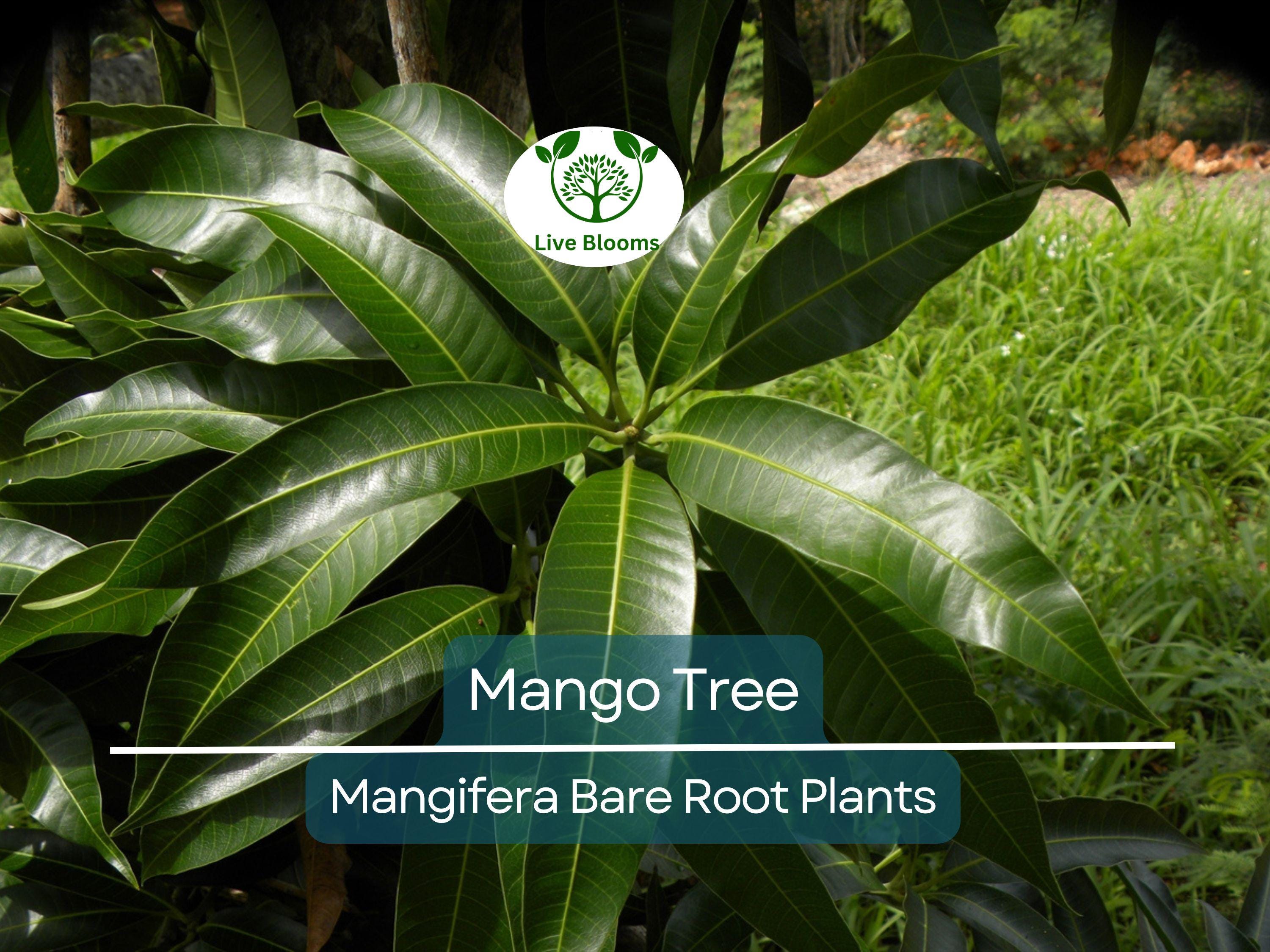 1 Mango Tree – Live Tropical Fruit Plant 6–9” Seedling – Bare Root Mango Tree for Container or Garden – Mangifera indica