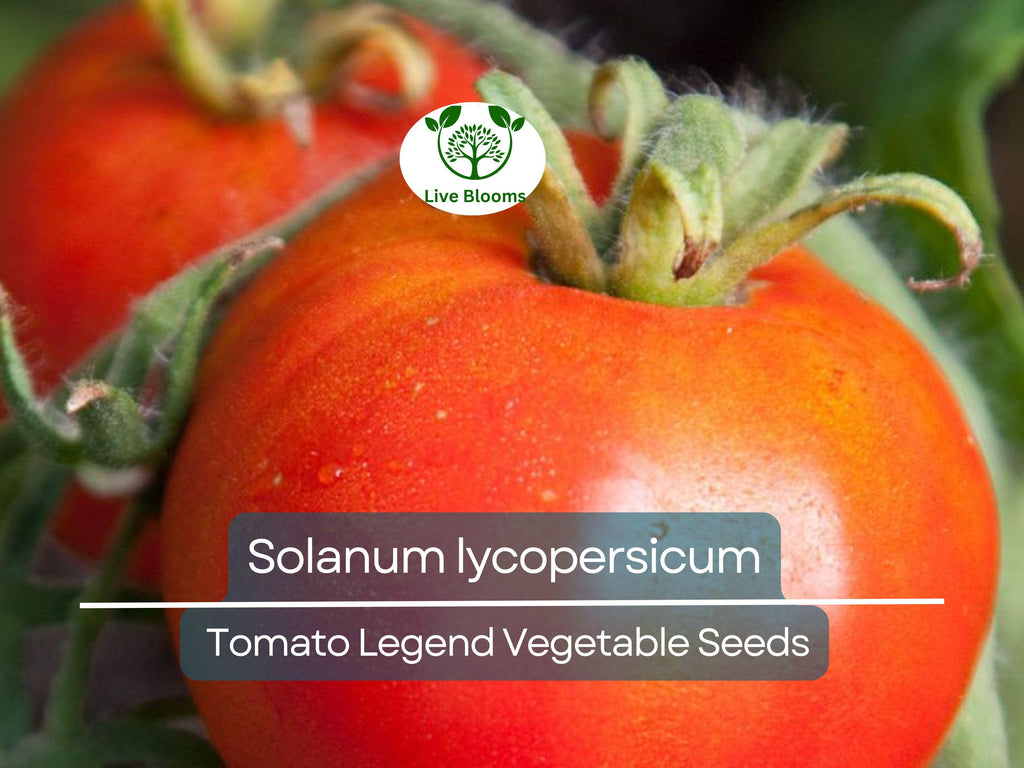 100 mg Seeds Tomato Legend – Solanum lycopersicum Vegetable for Planting | Disease-Resistant, Early-Maturing, Heirloom Variety