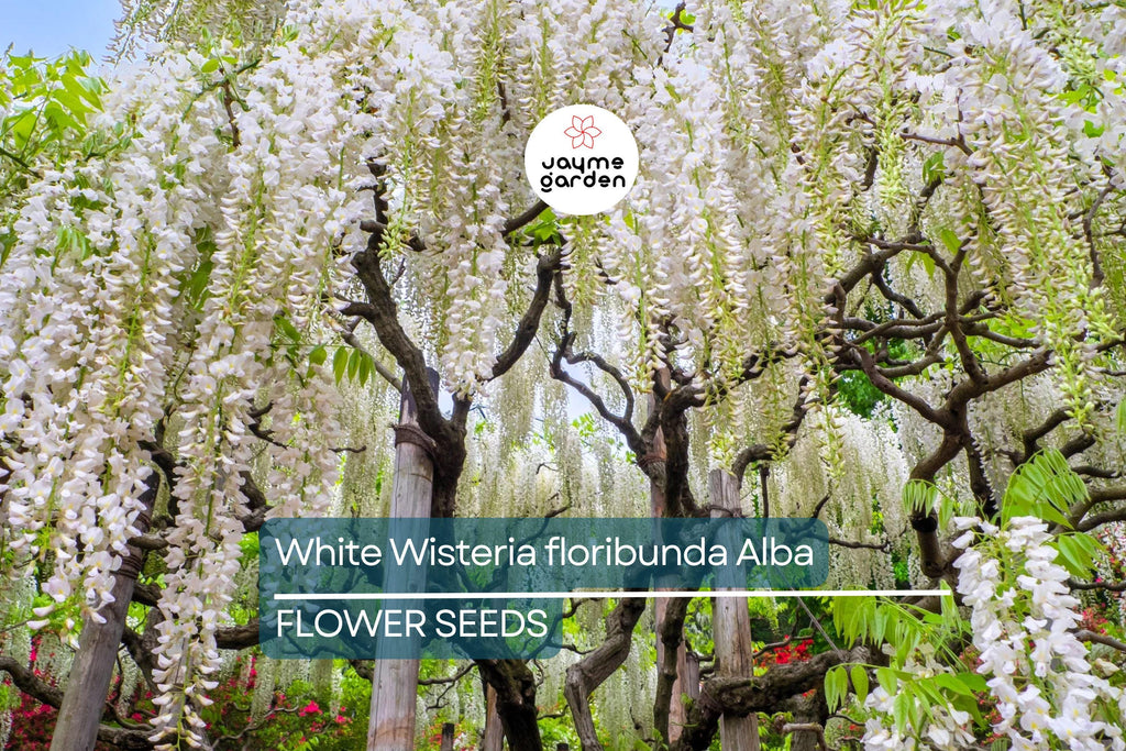 5 White Wisteria floribunda Alba Seeds – Hardy Climbing Vine, Fragrant White Flowers, Rare for Garden