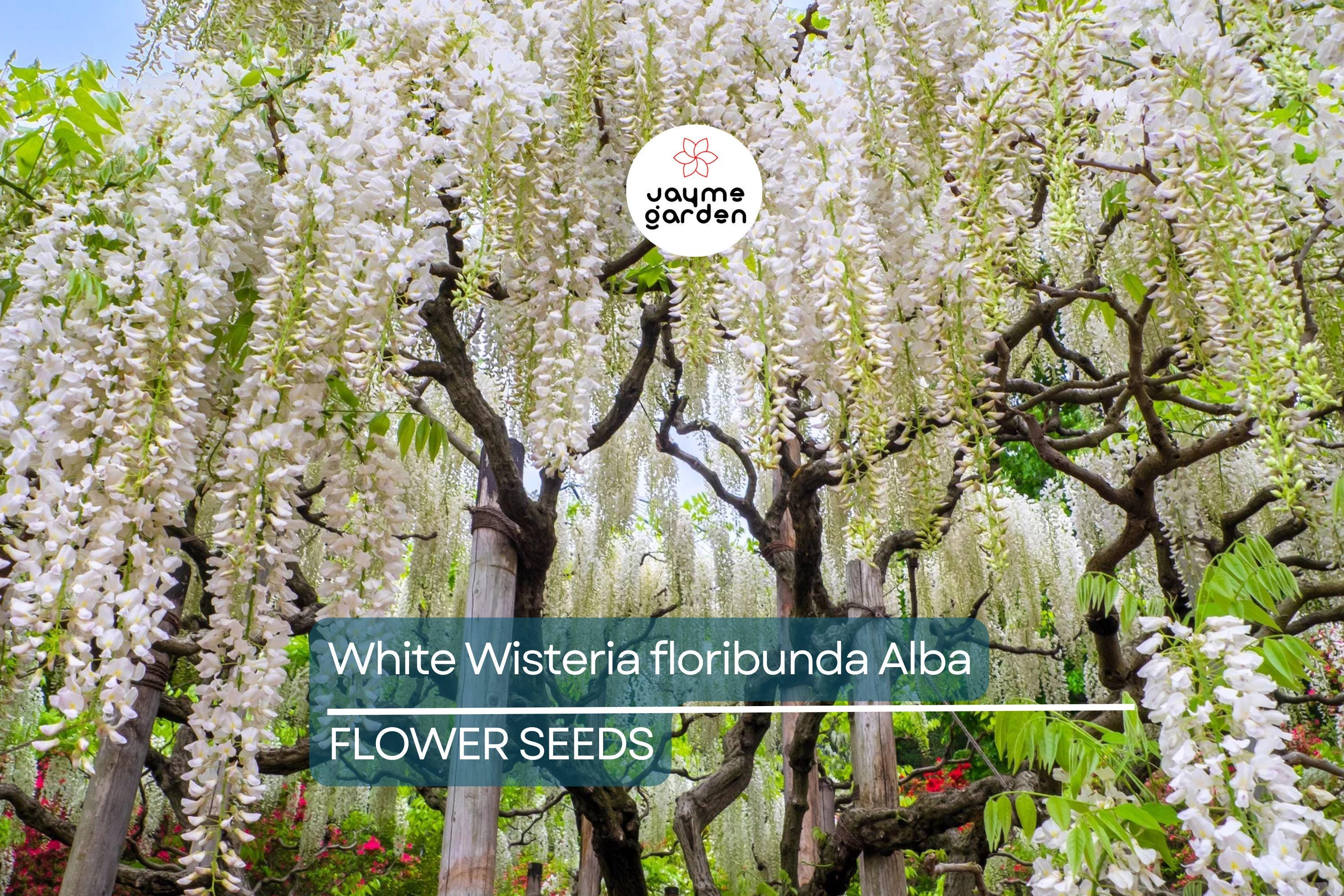 5 White Wisteria floribunda Alba Seeds – Hardy Climbing Vine, Fragrant White Flowers, Rare for Garden