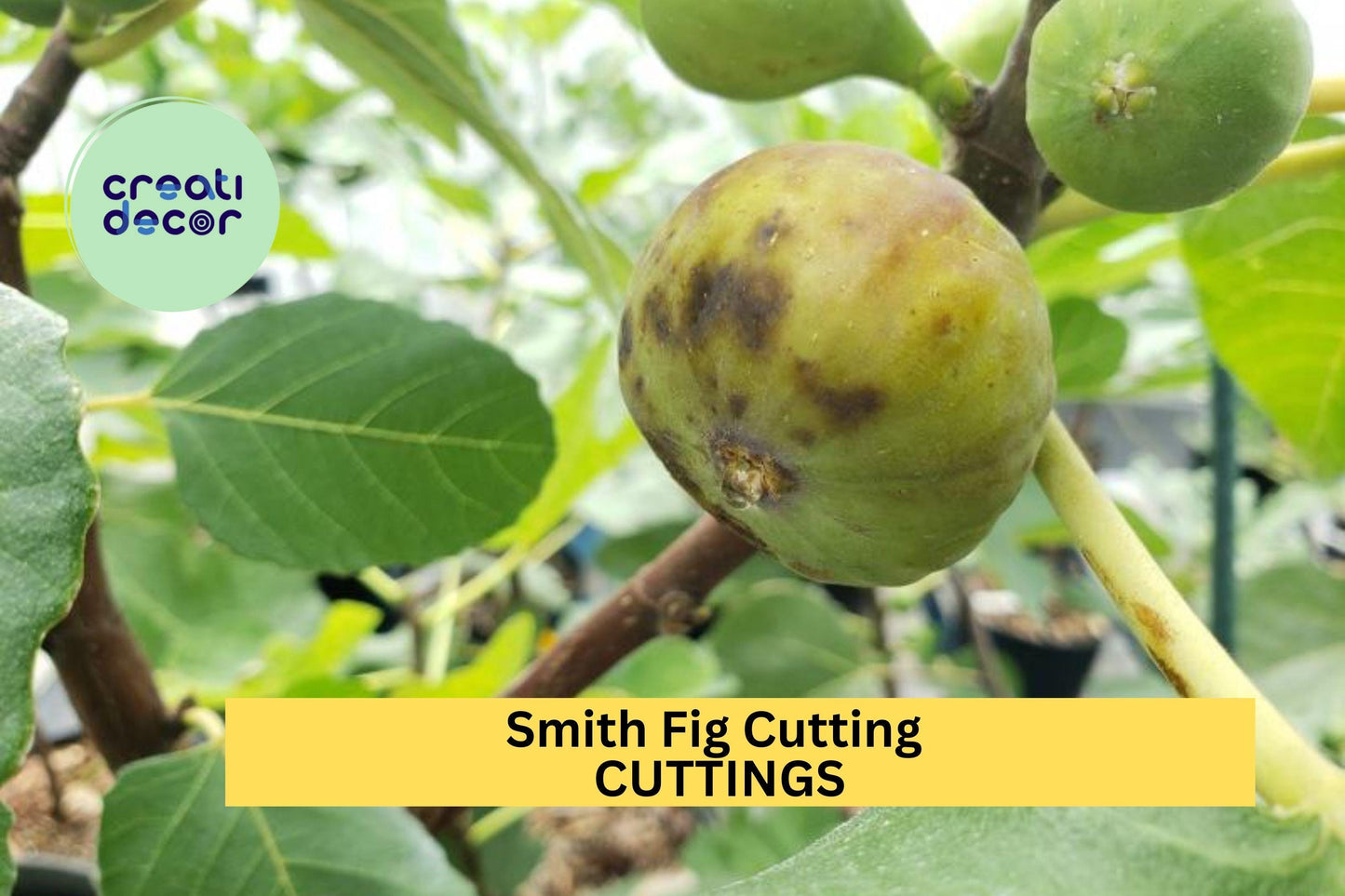 1 Smith Fig Cutting – Premium Unrooted Hardwood Cutting for Propagation, Rare Sweet Fig Variety for Home Orchards – USA