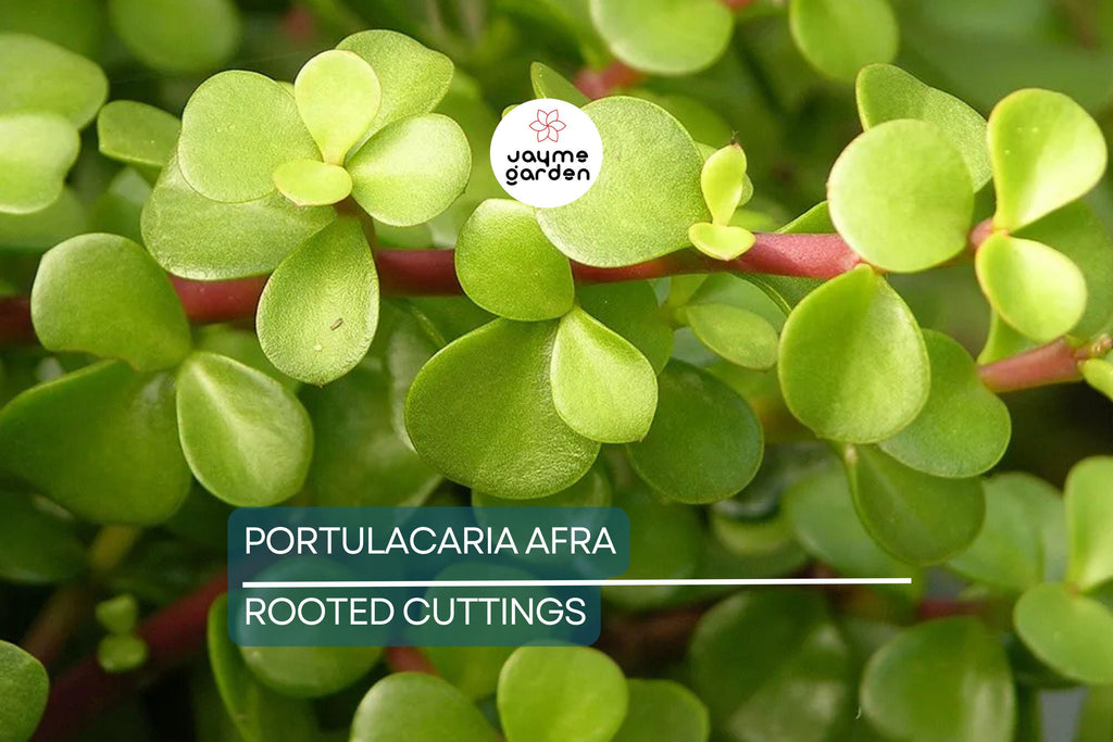 Portulacaria afra Green Elephant Bush - Rare Mini Jade Tree Bonsai - 4" Bare Root Plant - Easy to Care For