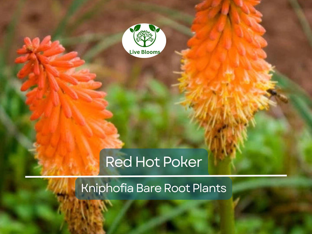 3 Red Hot Poker Plants – Live Bare Root Perennials – Kniphofia uvaria – Drought-Tolerant Summer Blooms for Pollinator Gardens