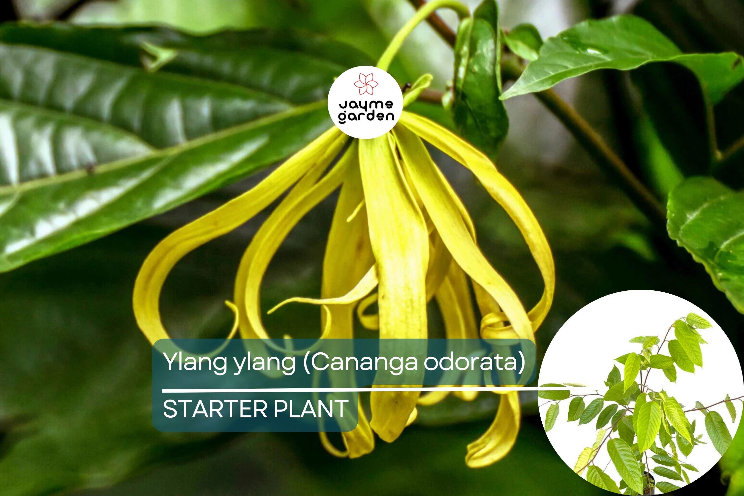 Ylang Ylang Live Tree (Cananga odorata) 1’-2’ Tall | Fragrant Tropical Beauty for Gardens | Aromatic Star-Shaped Flowers