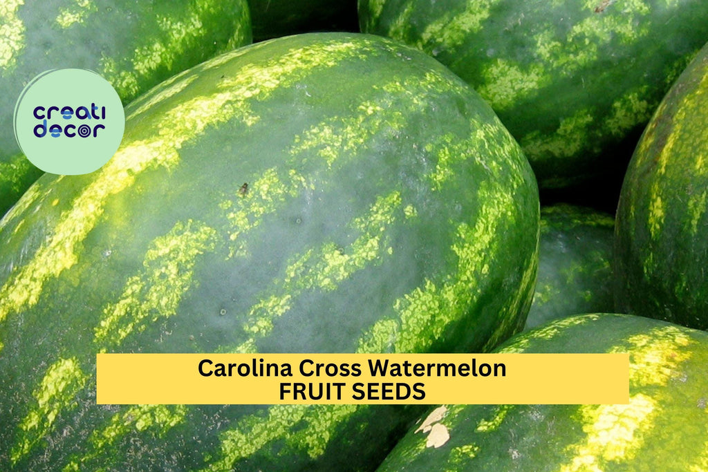 Carolina Cross Watermelon Seeds – 50+ Giant Fruit Seeds – Heirloom Variety for Sweet Pink Flesh & High-Yield Garden Harvest – USA