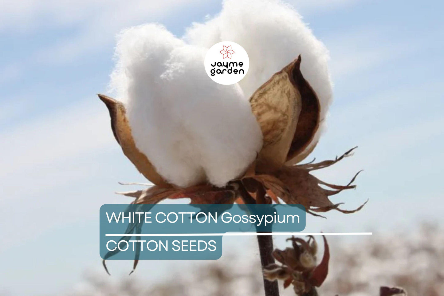 38 White Cotton Seeds - Gossypium - Non-GMO USA Seller, Best Price, Spring/Fall Bloom
