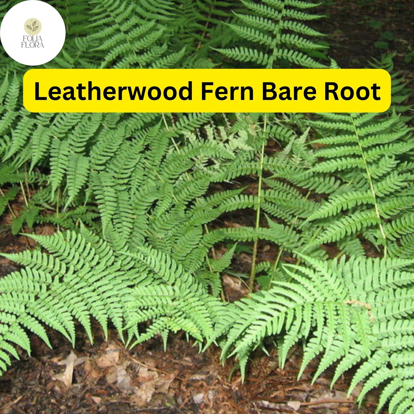 3 Leatherwood Ferns (Dryopteris marginalis), Premium Native Woodland Bare Root Plants