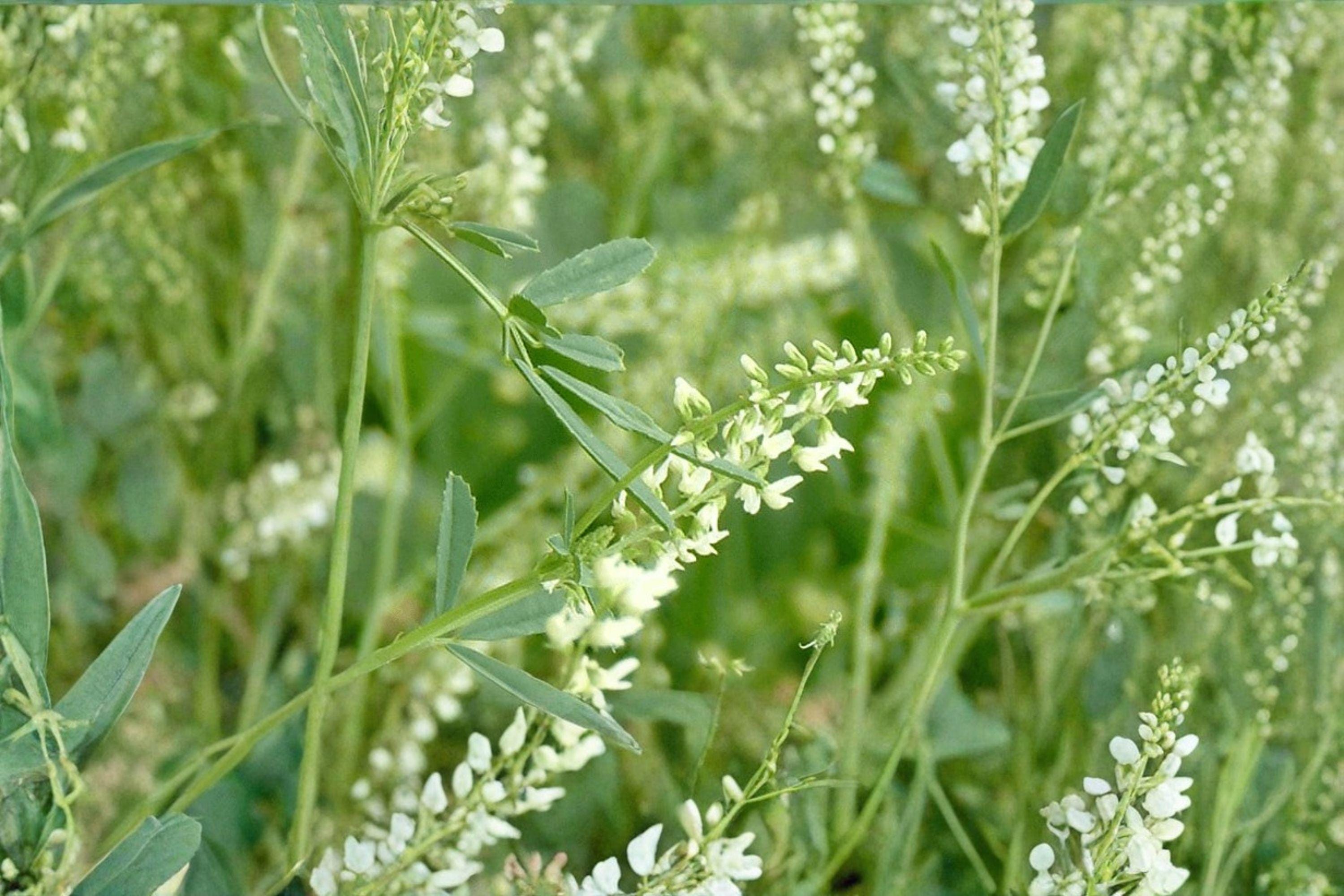 White Blossom Sweet Clover – Melilotus alba Seeds | 100 Seeds | Nitrogen Fixing | Pollinator Friendly