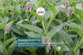 Large Live Russian Comfrey Crown Cuttings - Bocking #14 (5 Pack), 1-2" Shoots & Roots, Freshly Dug, Soil Builder, Permaculture Plant
