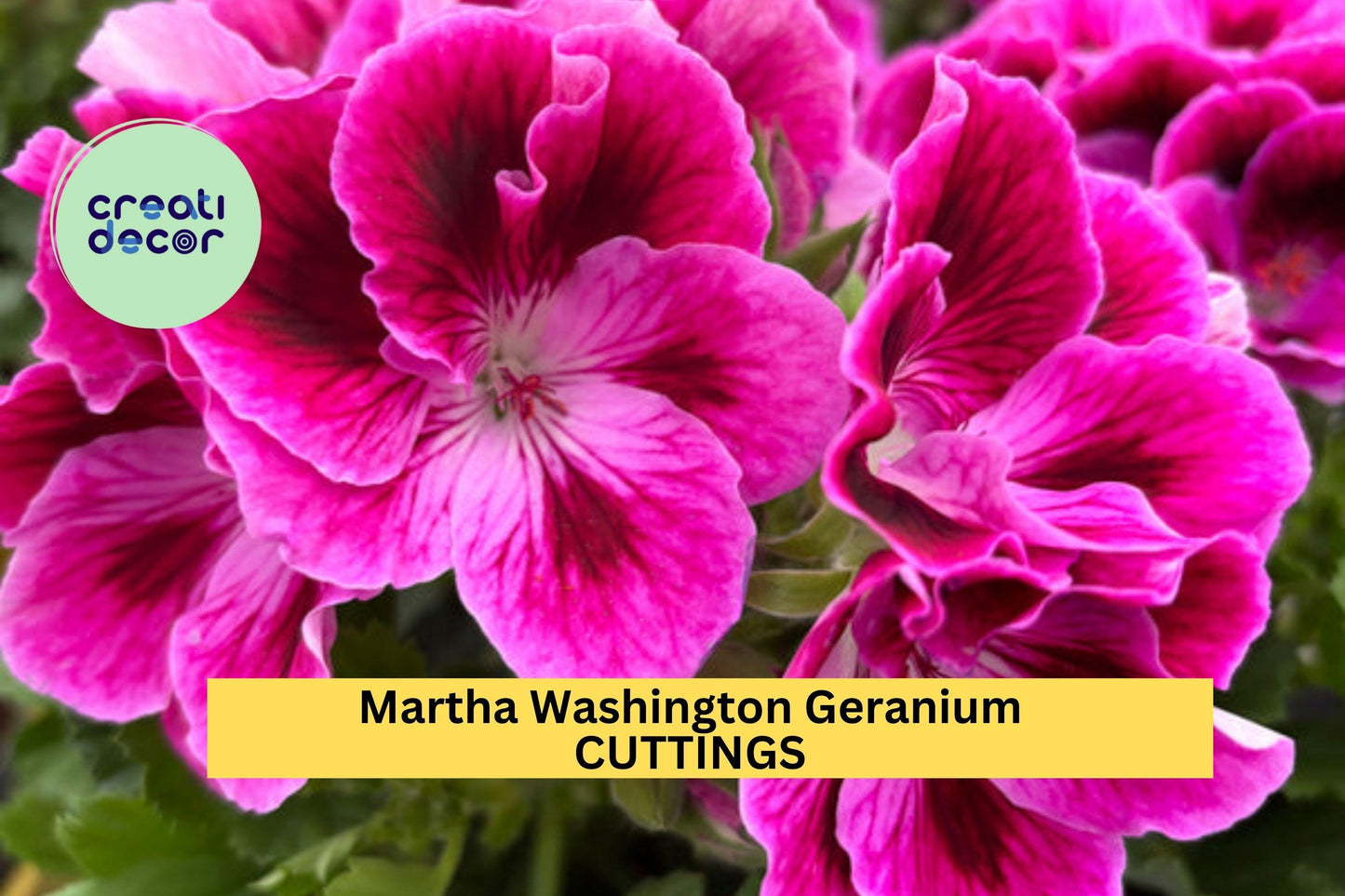 Martha Washington Geranium Cuttings | 6 Fresh Pelargonium Cuttings | Regal Geranium Starter Plants for Containers or Borders
