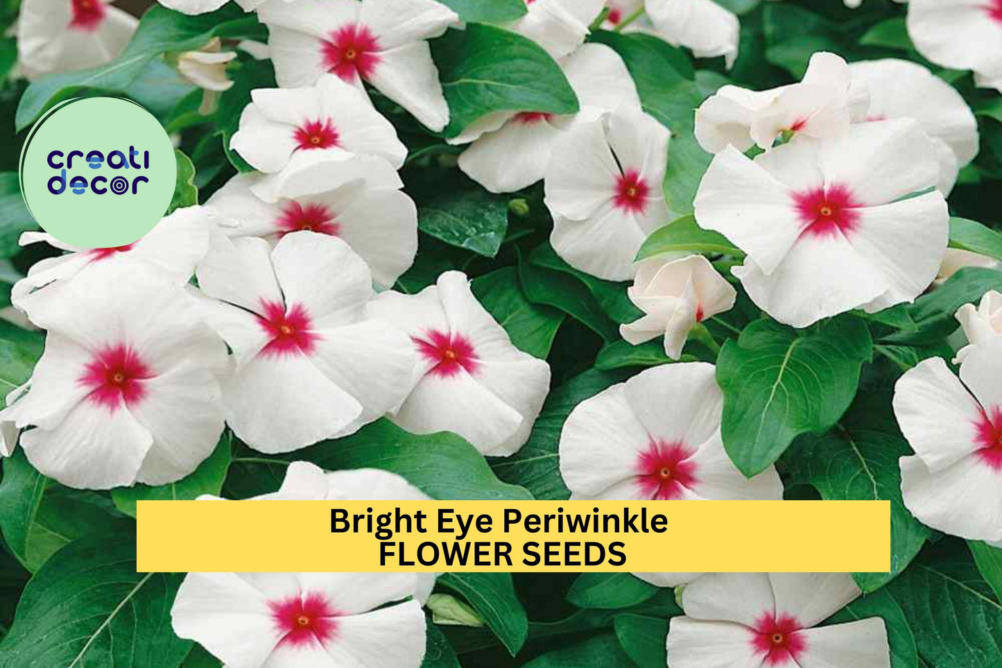 50 Seeds Bright Eye Periwinkle – Vinca rosea Seeds for Planting, Vibrant Pink Blooms for Garden or Pots  Seeds for Planting