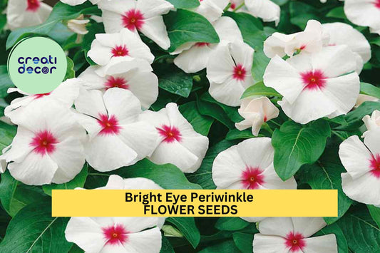 50 Seeds Bright Eye Periwinkle – Vinca rosea Seeds for Planting, Vibrant Pink Blooms for Garden or Pots  Seeds for Planting