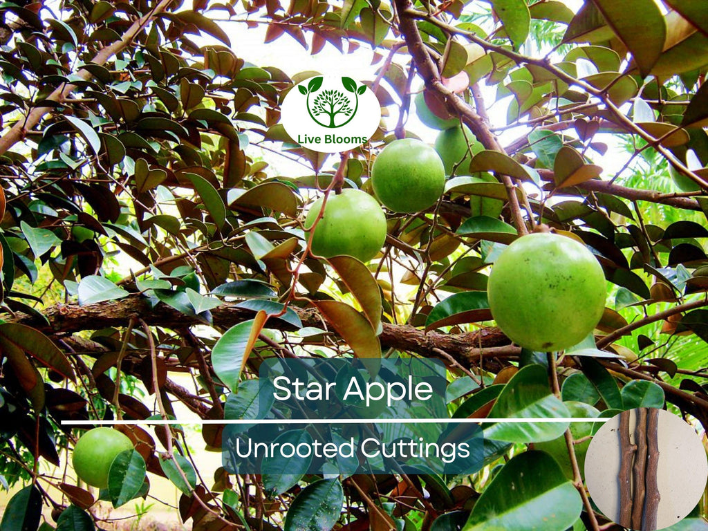 4 Star Apple Cutting 5-6" Unrooted for Grafting – Tropical Fruit Tree (Annona sp.) – Exotic Fruit, Propagation, Apple, Tropical Gardening