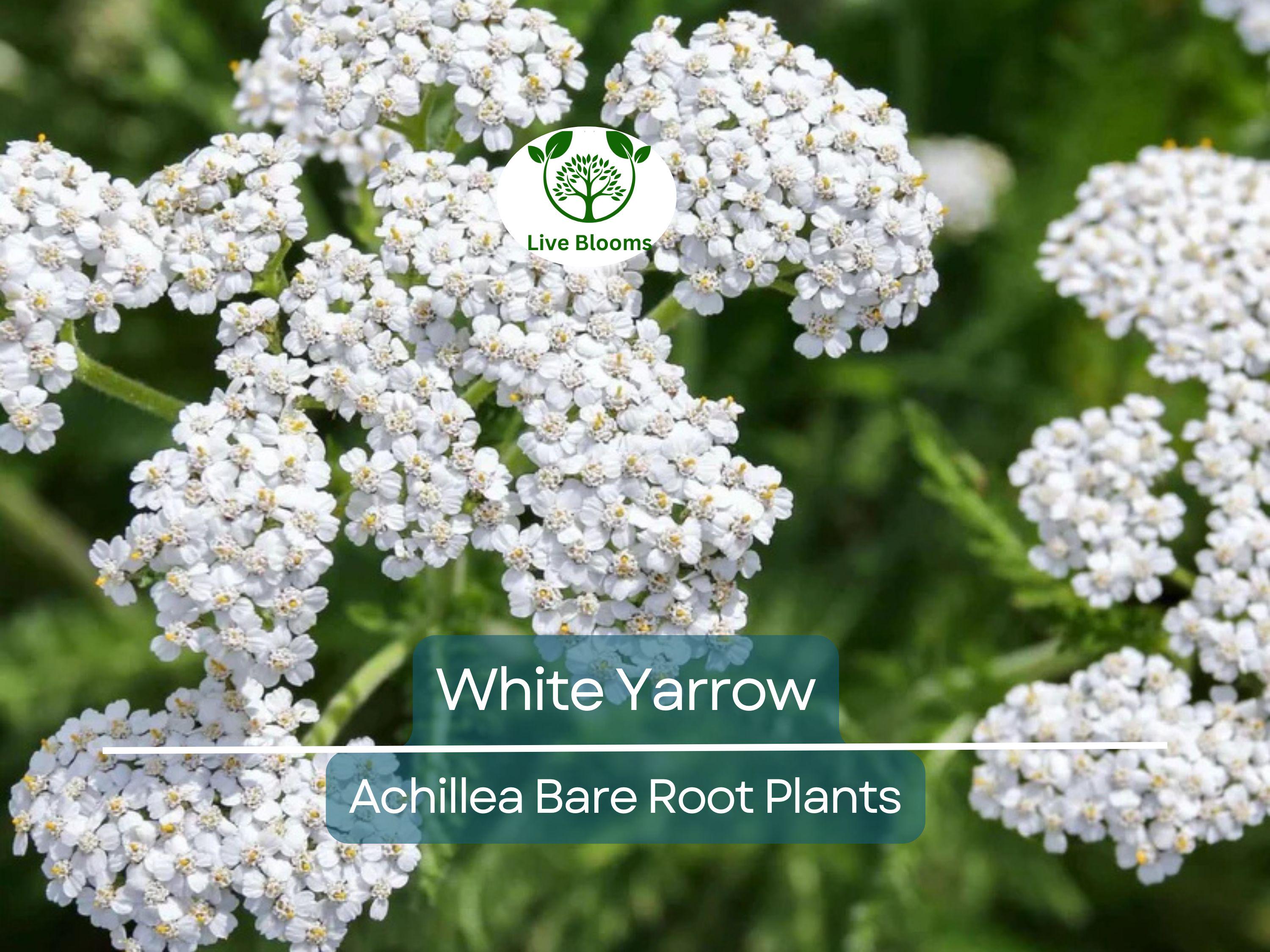 1 White Yarrow Plant – Achillea Millefolium Bare Root Perennial, Herb, Pollinator Friendly, Drought Tolerant Garden Flower