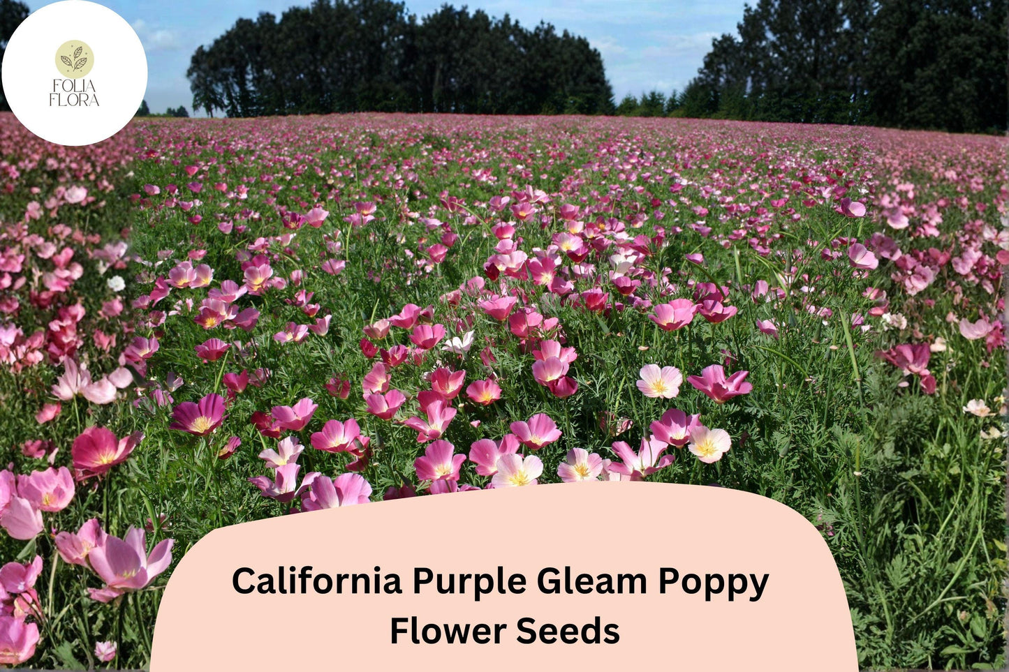 200+ California Purple Gleam Poppy Seeds for Garden Planting - Beautiful Wildflowers