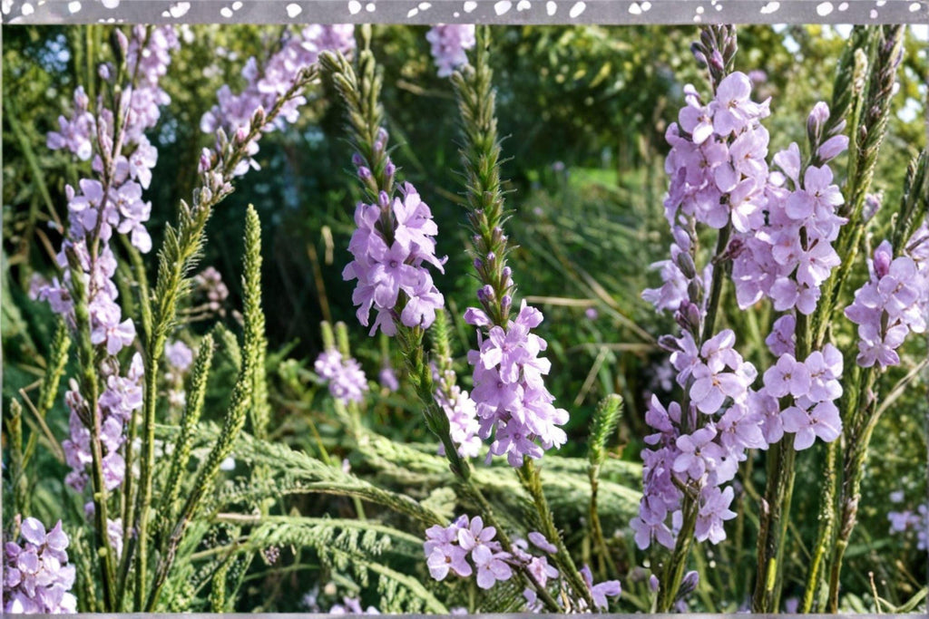 Hoary Vervain – Verbena stricta, Native Prairie Perennial | Drought Tolerant (100 Seeds)