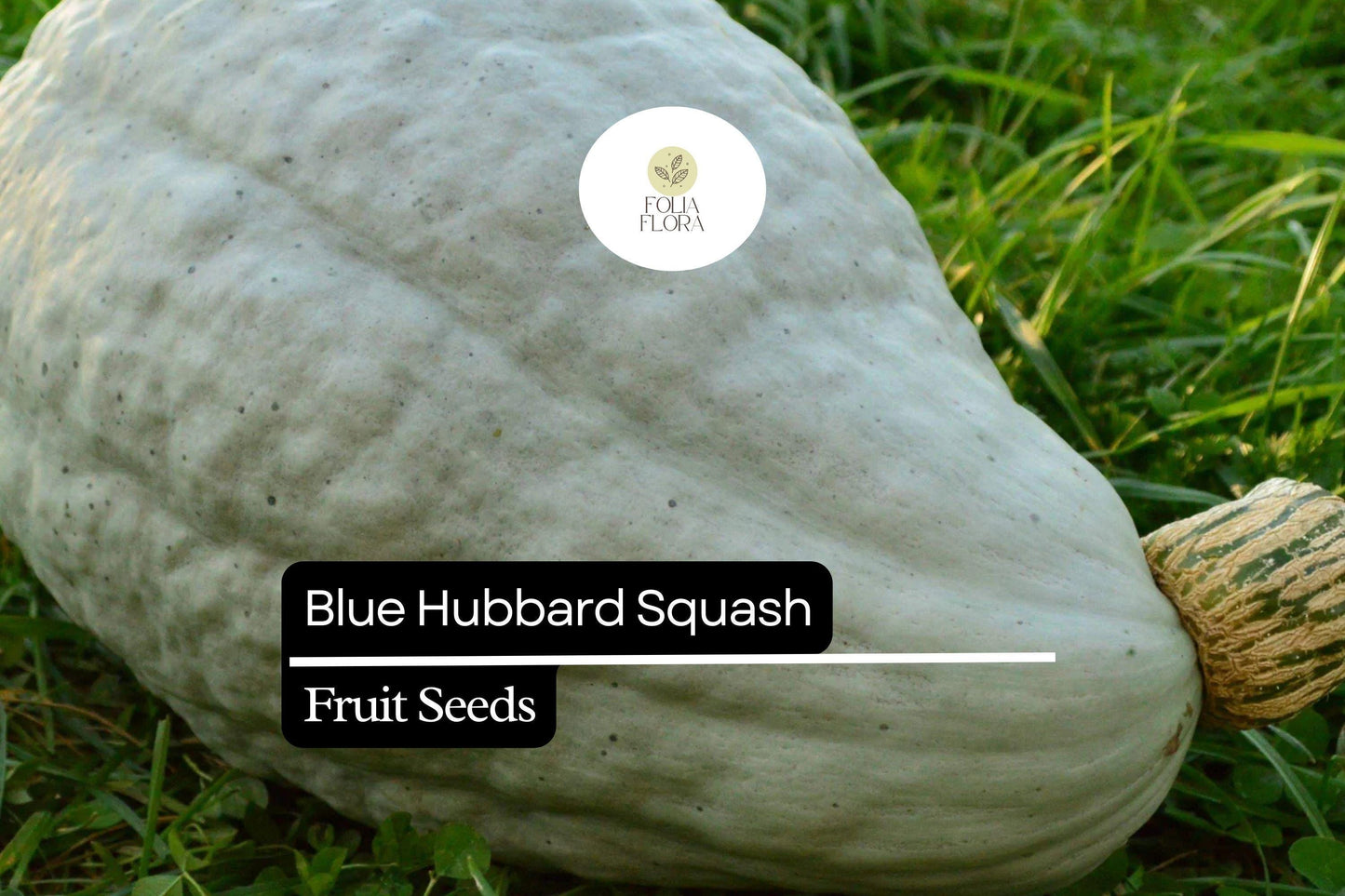 10 Seeds Blue Hubbard Squash (Cucurbita maxima) – Heirloom Winter Squash for Sweet, Nutty Flavor