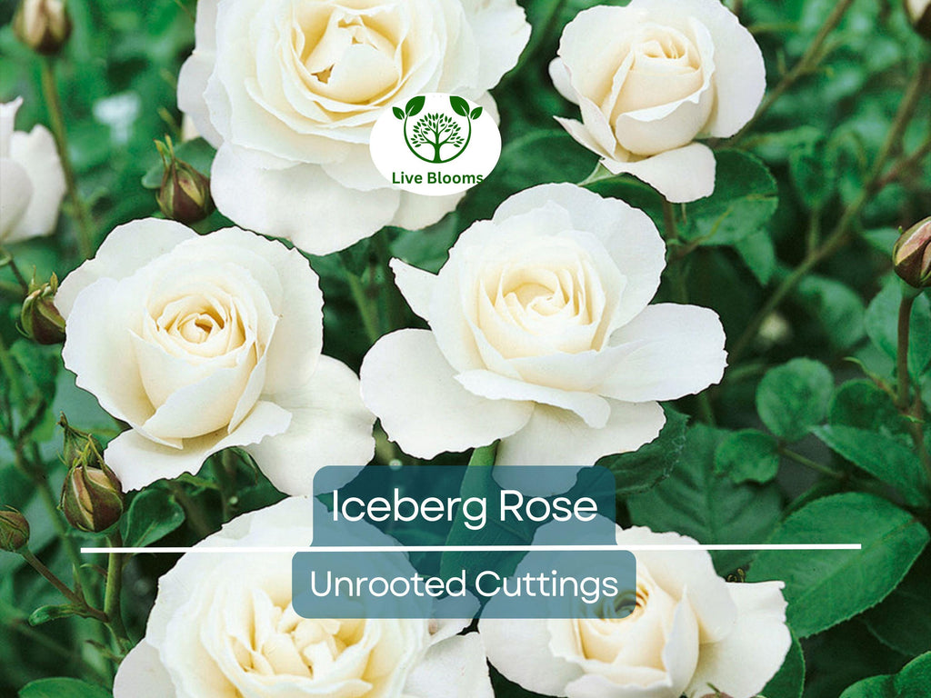 4 Iceberg Rose Unrooted Cuttings - Easy to Root, Rosa 'Iceberg', White Blooms, Perfect for Propagation, Garden or Landscape