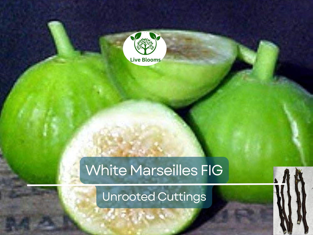 6 White Marseille Fig Unrooted Cuttings - Ficus carica, Sweet White Fig, Edible Fruit Plant, Fresh Cutting for Propagation, Gardening