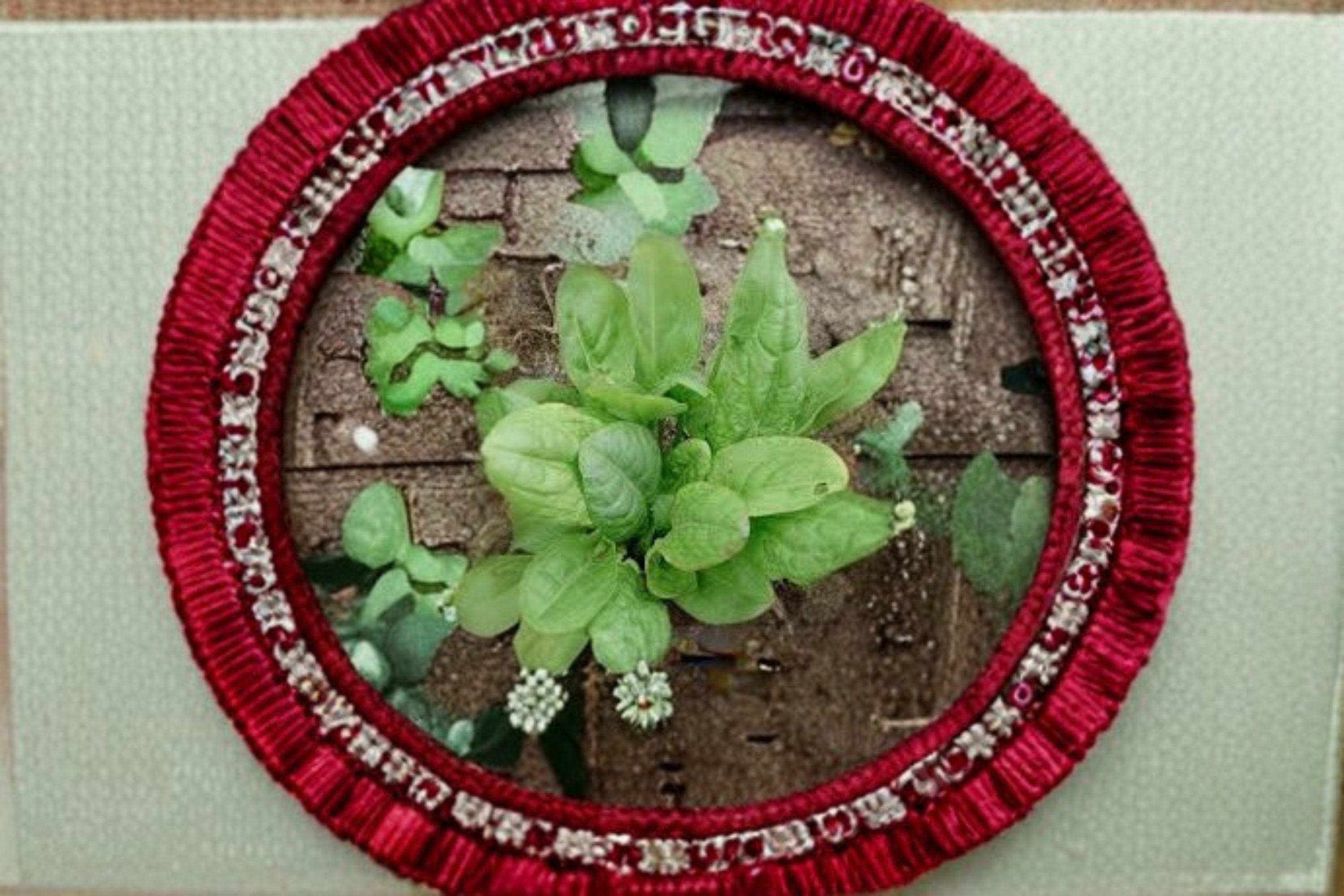 Large Leaf Sorrel – Herb 100 Seeds | Perennial Culinary Green | Tangy Lemon Flavor | Easy & Productive