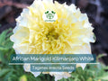 50 Seeds African Marigold Kilimanjaro White – Tall, Creamy Flowers, Non-GMO, Vibrant, Easy to Grow, Perfect for Garden & Cut Flowers