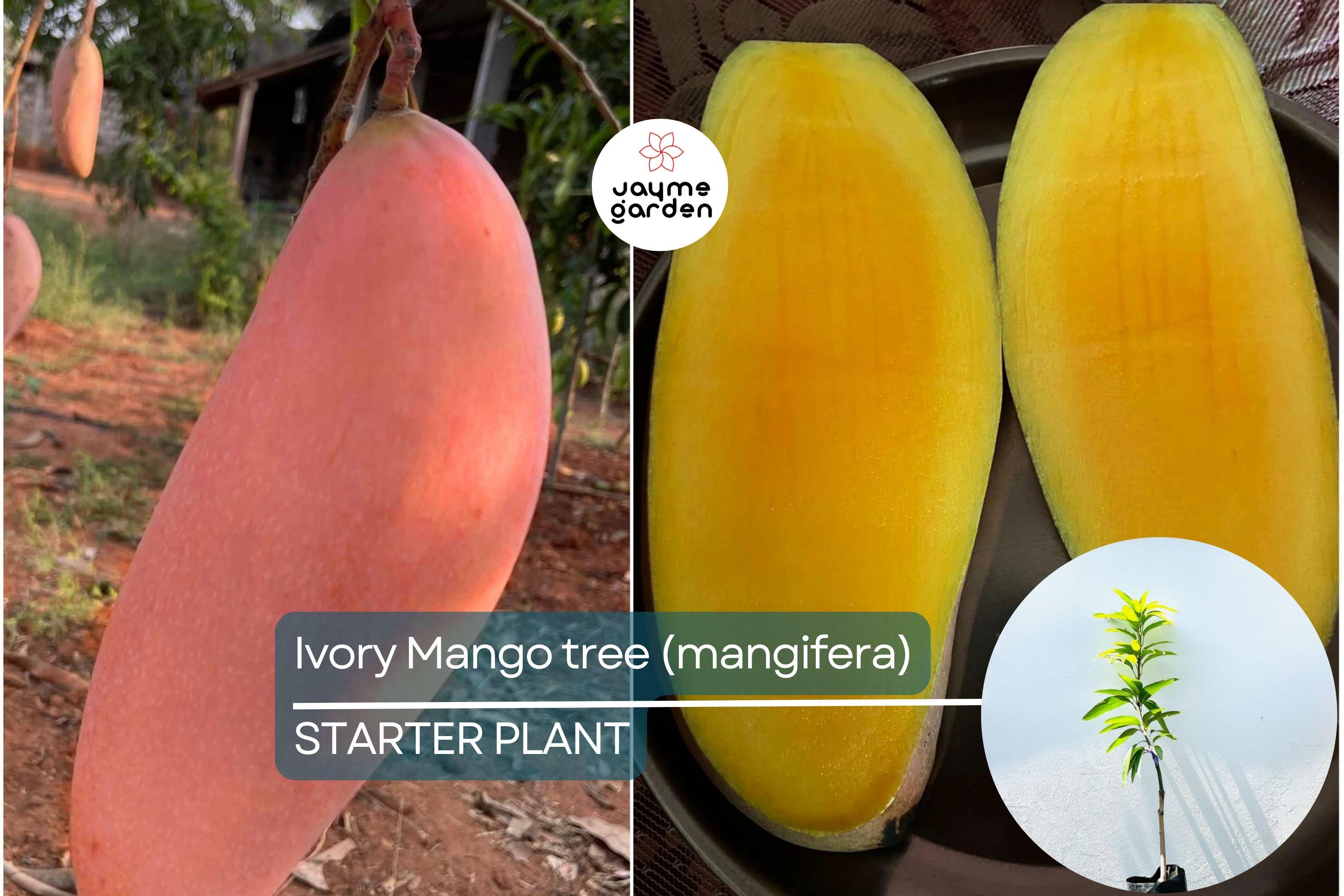 Ivory Mango Tree (Mangifera) Grafted 3'-4' | Fiberless, Sweet Tropical Fruit | Container-Friendly Live Tree