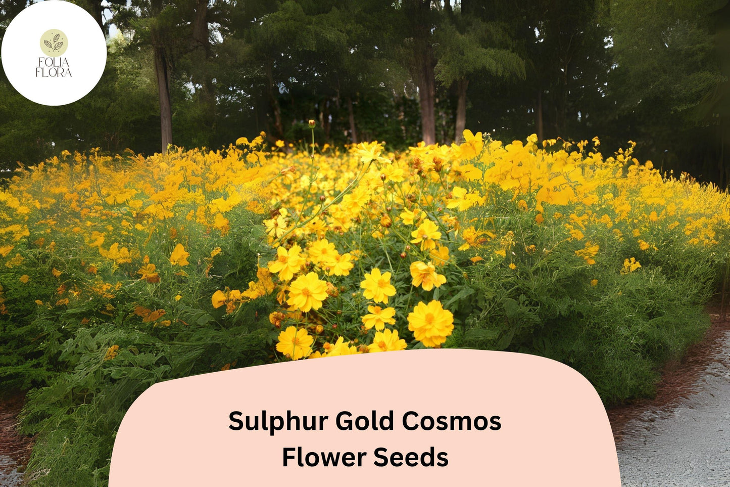 200+ Sulphur Gold Cosmos Seeds | Cosmos sulphureus | Bright Yellow-Orange Blooms | Easy Annual Flower Seeds for Garden