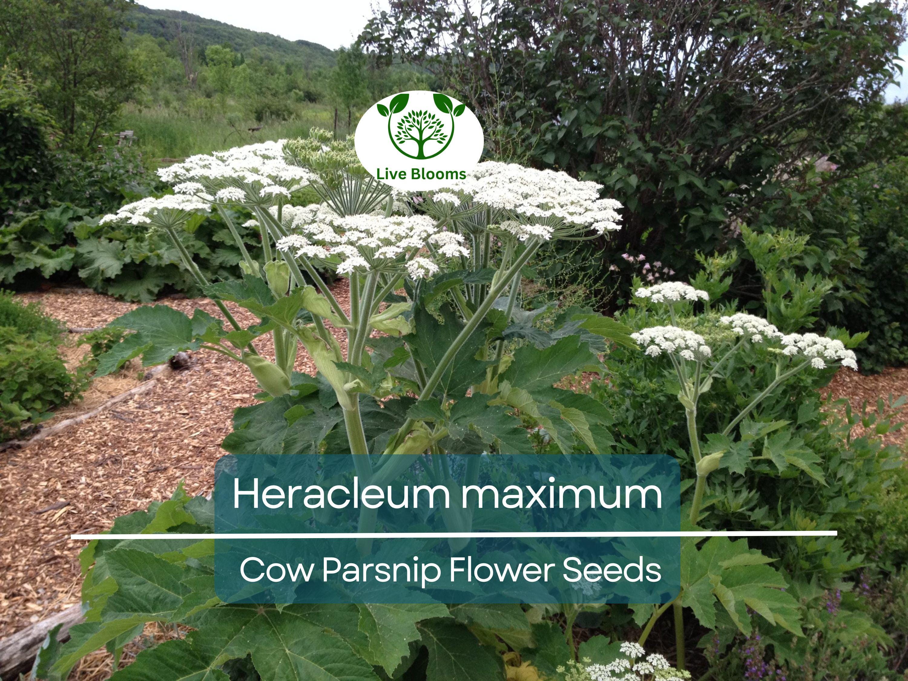 1 Gram Seeds Heracleum maximum (Cow Parsnip) for Planting | Native Perennial Wildflower for Pollinator Gardens & Naturalized Landscapes