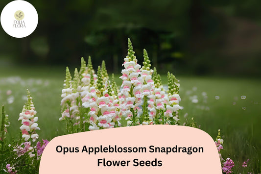 Antirrhinum majus Opus Appleblossom Snapdragon Seeds – 1000+ Soft Pink & White Blooms for Garden and Cut Flowers