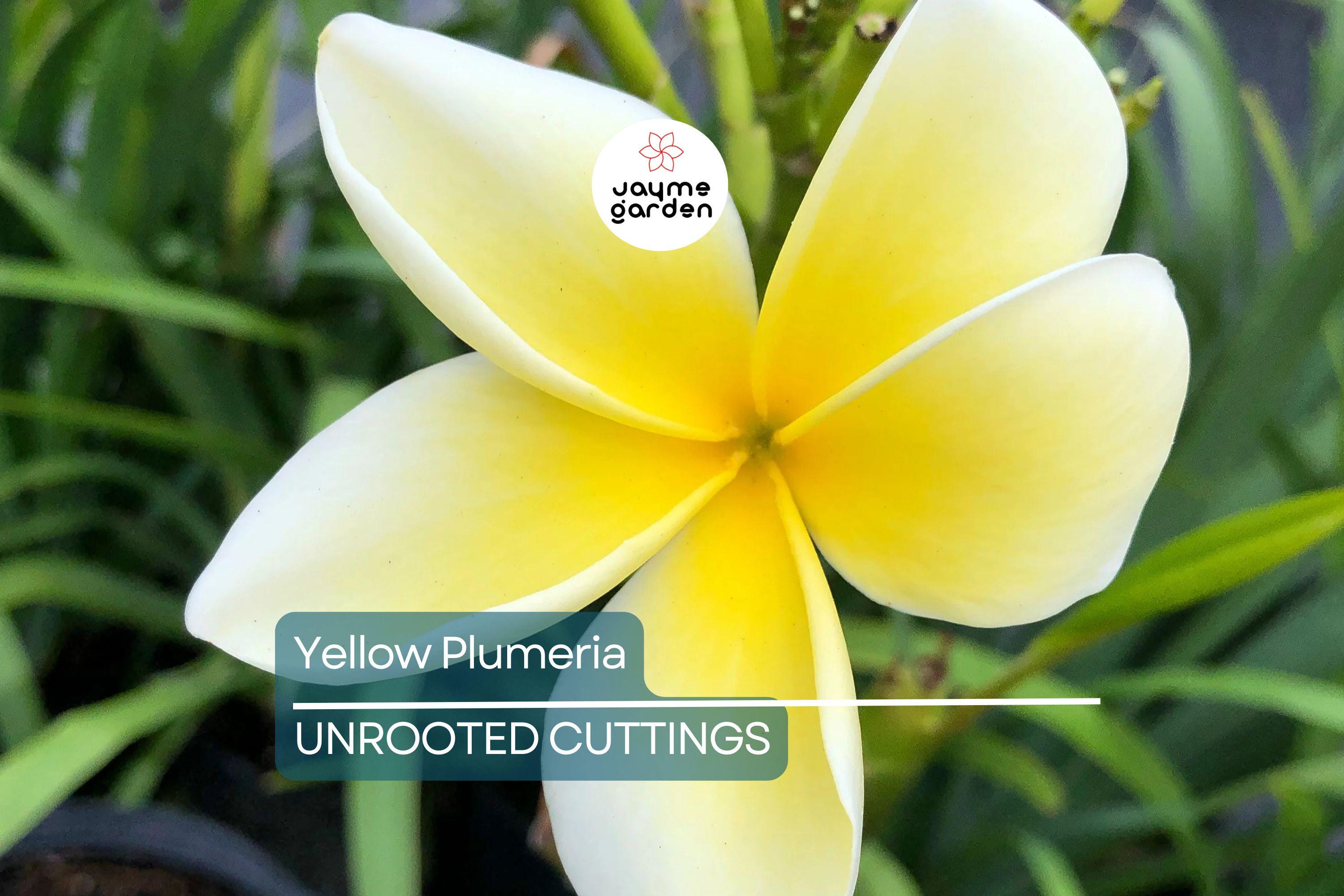 Yellow Plumeria Fresh Starter Cutting 10" Unrooted, Frangipani, Flowering, Tropical Perennial, Medium Sun, Hawaii Grown