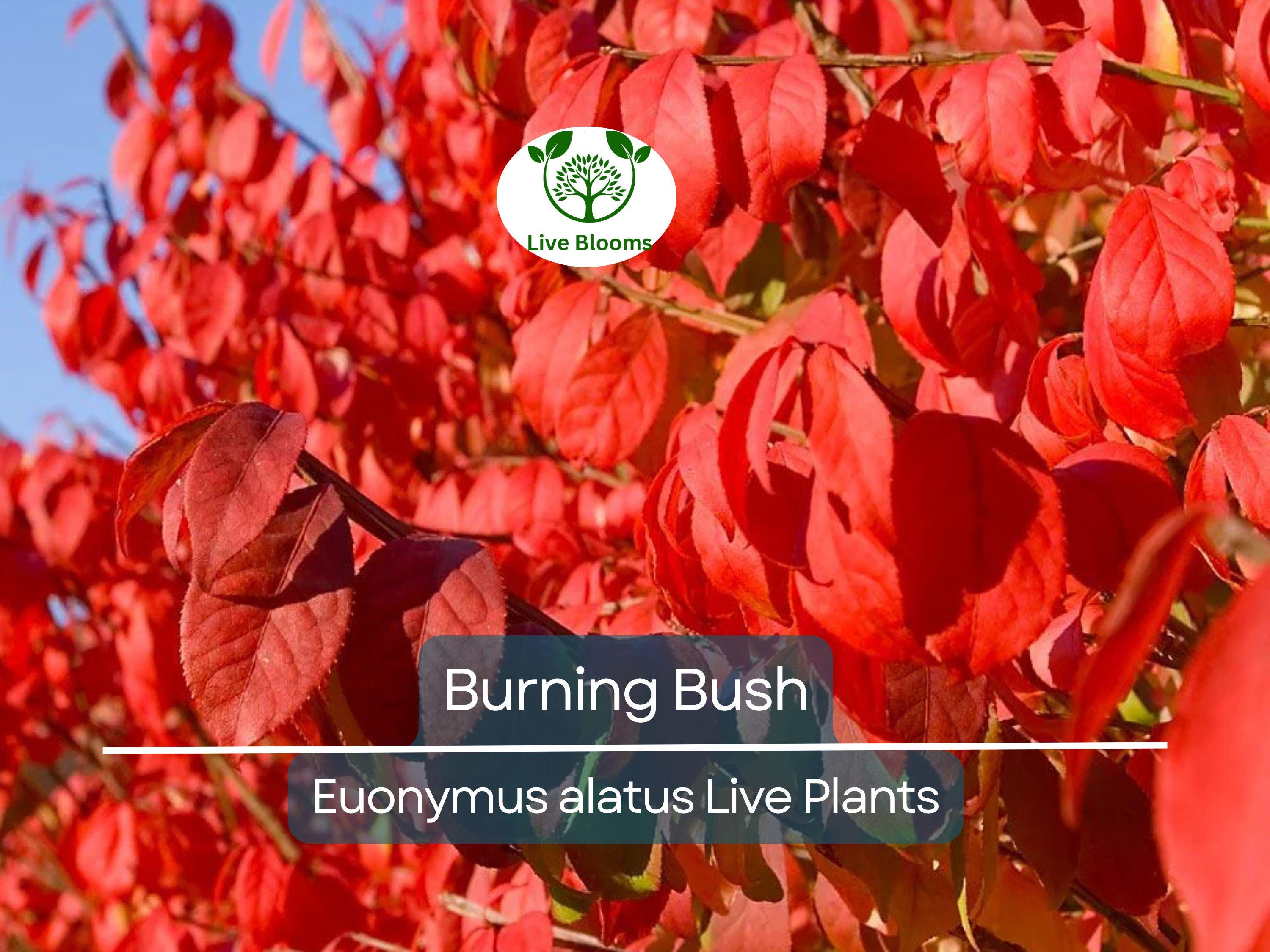 1 Burning Bush Live Plant – Euonymus Alatus Shrub, 1 Year Old, Rooted, Not Cutting – Vibrant Fall Color, Ornamental Hedge