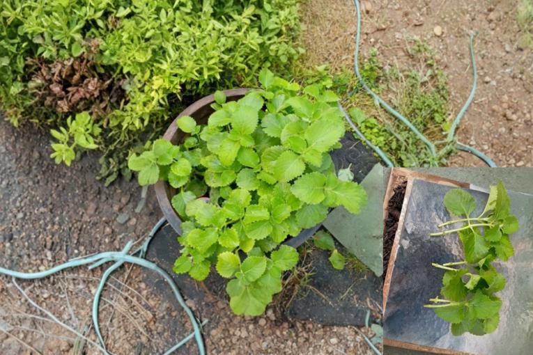 Cuban Oregano 6 Cuttings (Plectranthus amboinicus) Tropical Aromatic Herb