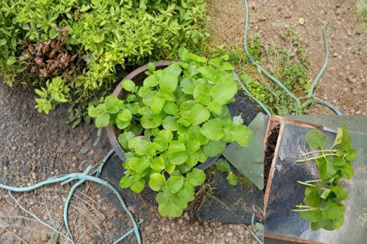 Cuban Oregano 6 Cuttings (Plectranthus amboinicus) Tropical Aromatic Herb