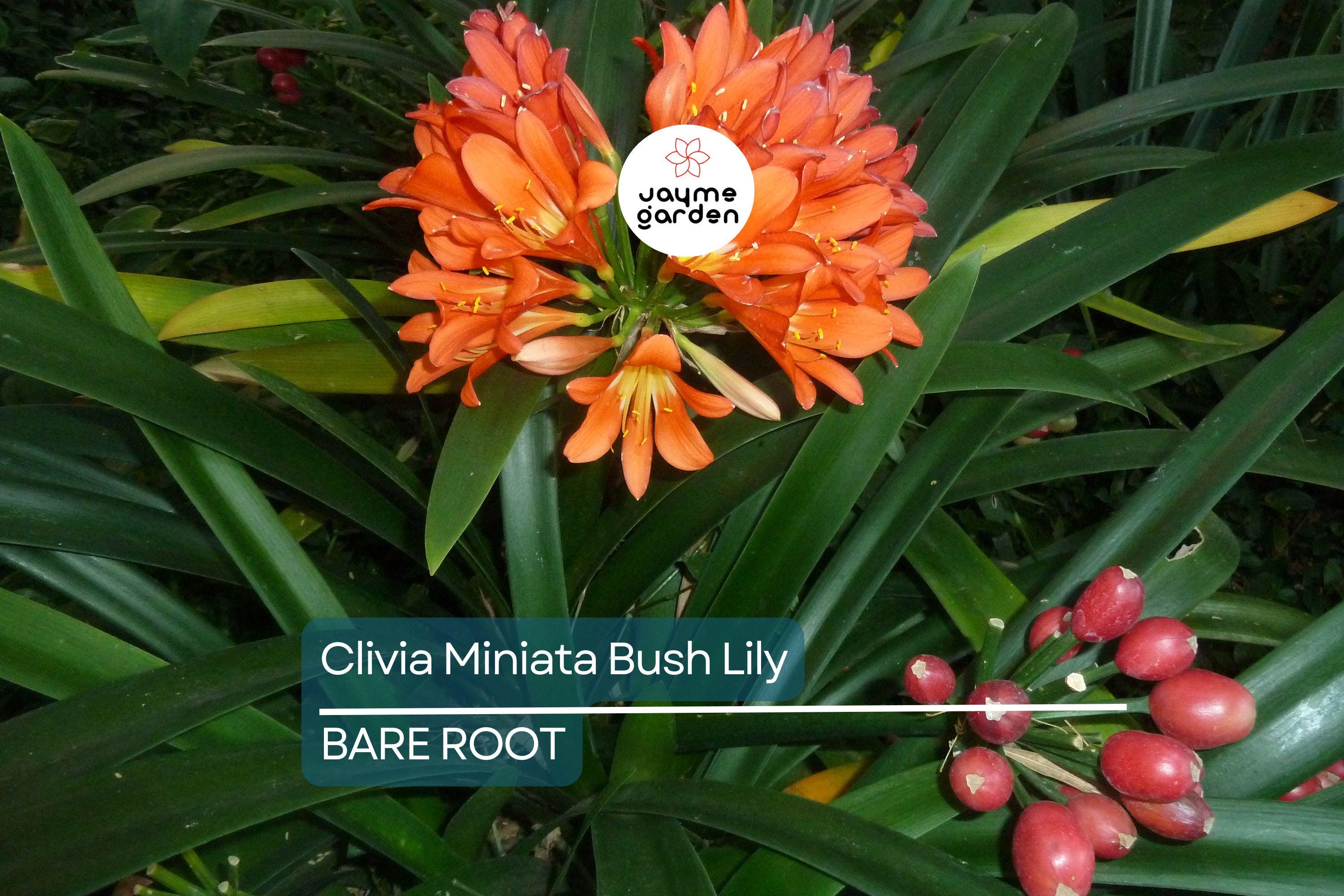 Clivia Miniata Bush Lily – Old Bare Root Plant – Orange Blooms – 15 Leaves – No Flower – Live Plant – Ready to Plant