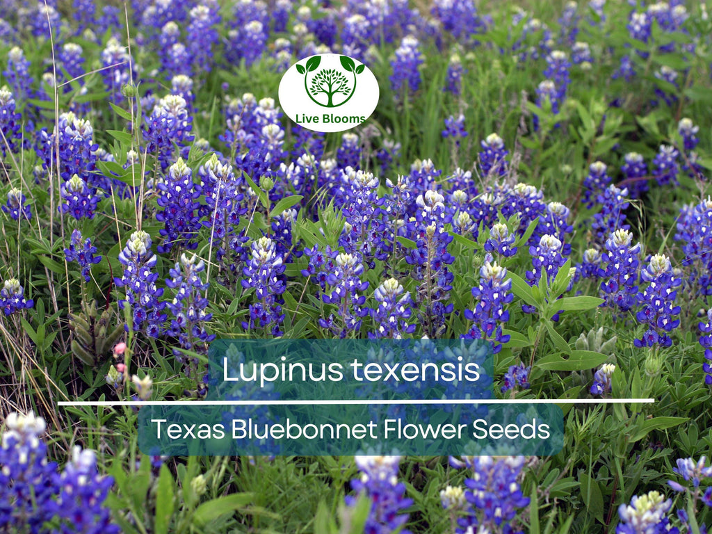 1 Gram Seeds Texas Bluebonnet (Lupinus texensis) for Planting | Iconic Wildflower for Gardens, Meadows, and Pollinator Habitats