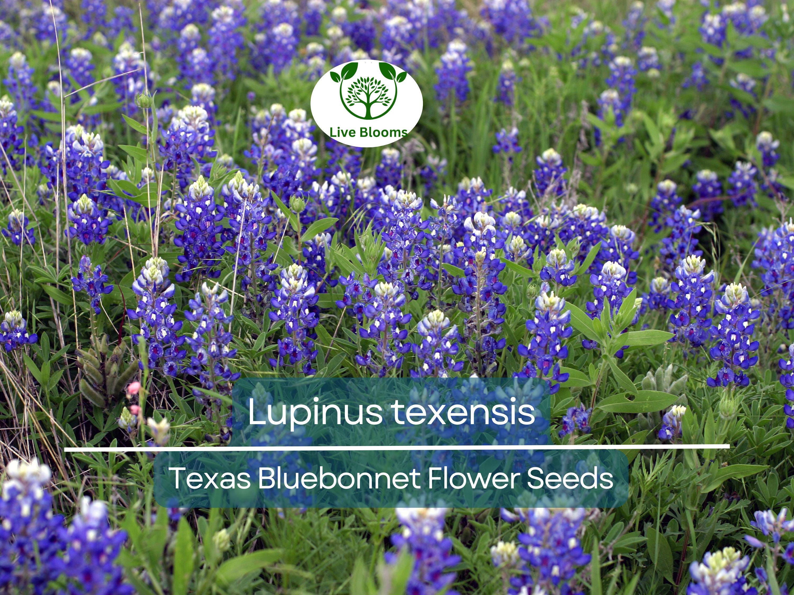 1 Gram Seeds Texas Bluebonnet (Lupinus texensis) for Planting | Iconic Wildflower for Gardens, Meadows, and Pollinator Habitats