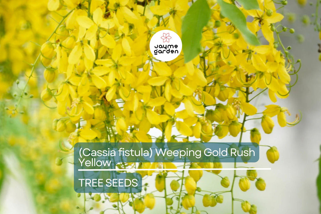 10 Golden Shower Tree (Cassia fistula) Seeds – 30-40' Tall, Weeping Yellow Flowers, Fast Growing