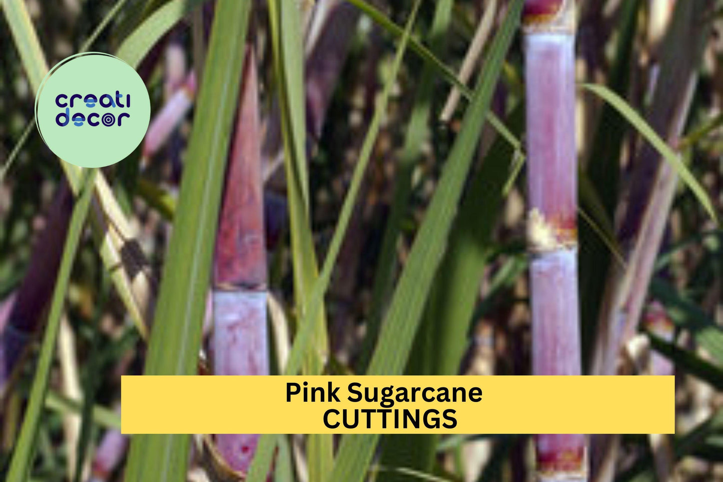 5 Pink Sugarcane Cuttings – Rooted with 10 Nodes Total – Sweet Tropical Variety Ready to Plant in Garden or Pot – USA