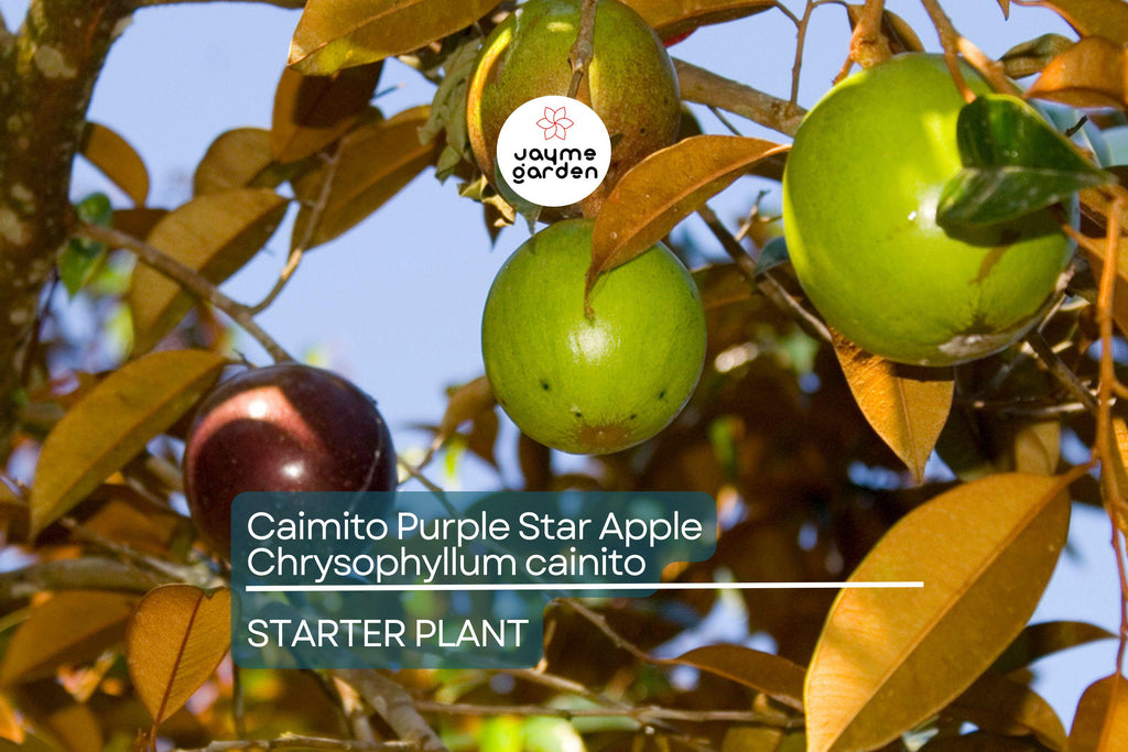 Caimito Purple Star Apple Tree | 3-6" Live Seedling | Exotic Tropical Fruit Plant in 2.5" Pot | Chrysophyllum cainito