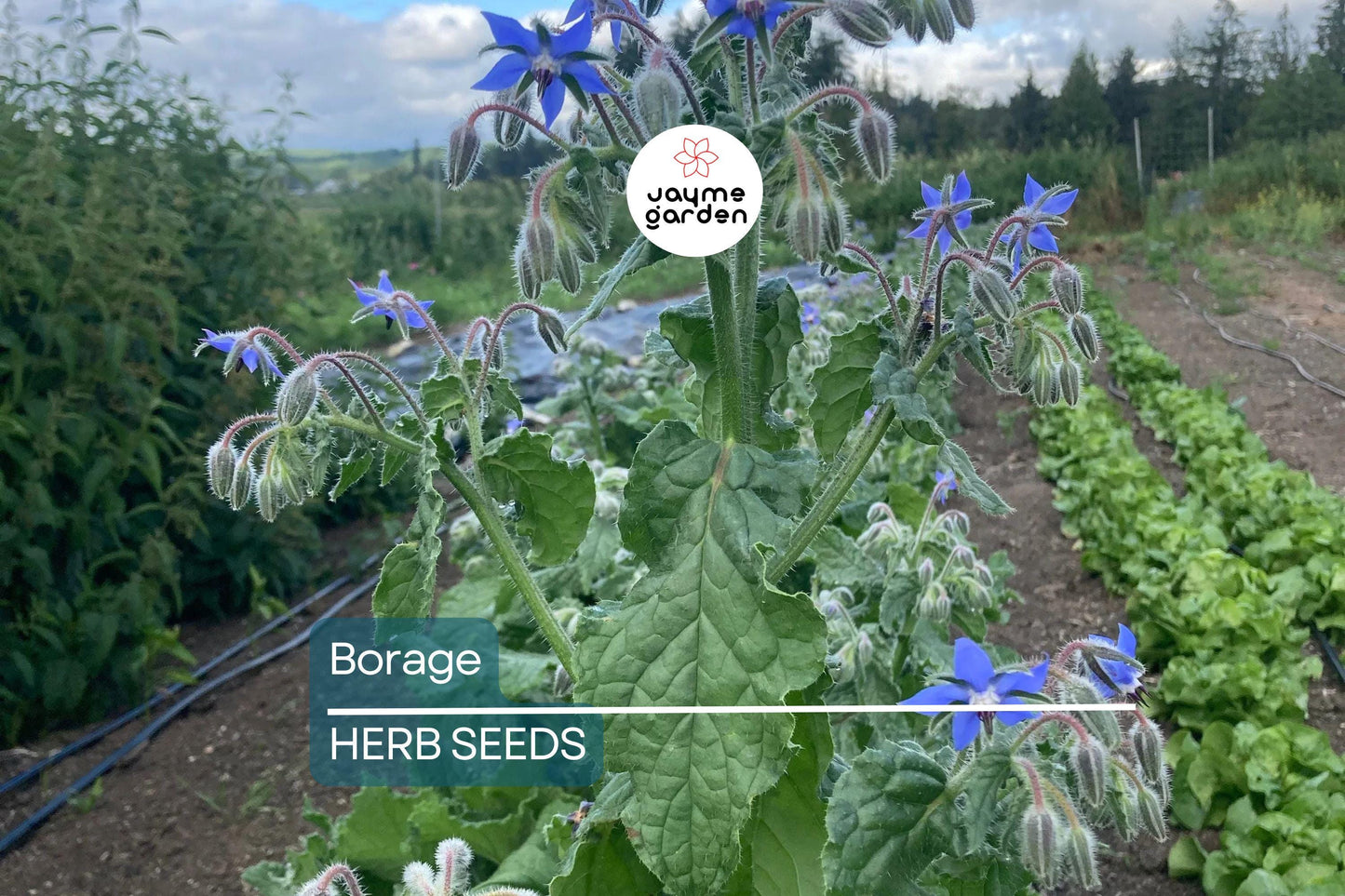 50 Borage Seeds - Edible Blue Flowers & Leaves, Heirloom, Non-GMO, 18-24" Tall, Annual Herb